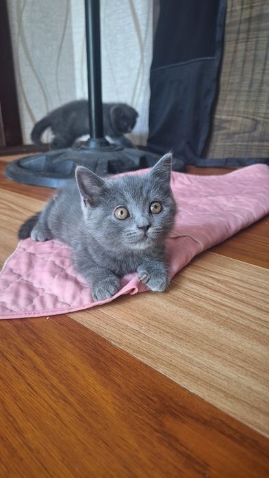 Котята кошка кошечка Mushuk