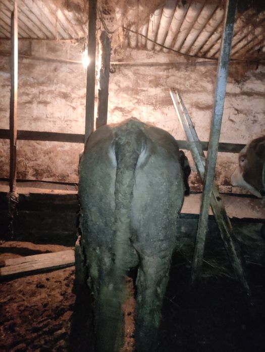 Бычки откорм жирный