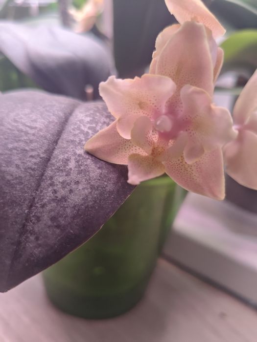 Орхидея ароматная