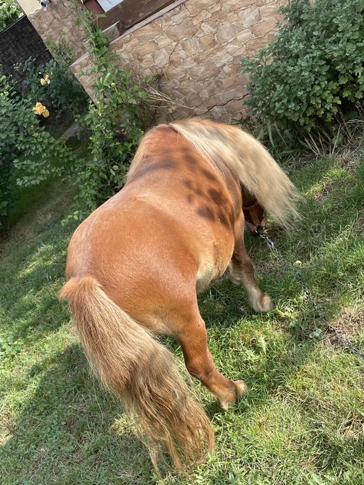 Ponei mini de vanzare