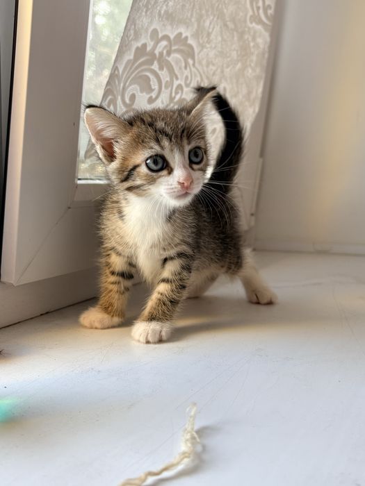 Отдам котят в добрые руки