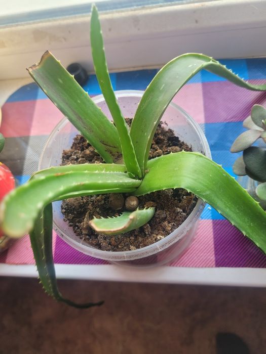 Комнатные цветы разные