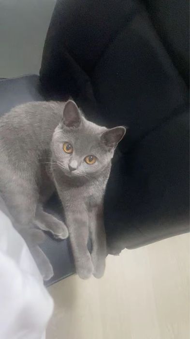 Продам британского котенка