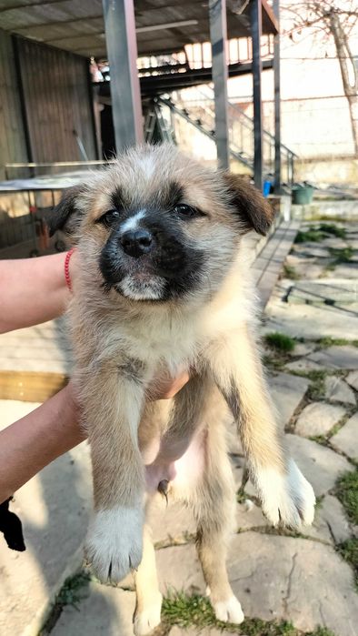 Щенки  бесплатно