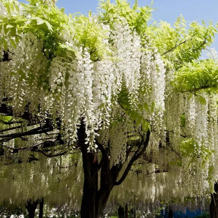 Wisteria (Glicina )La Ghiveci