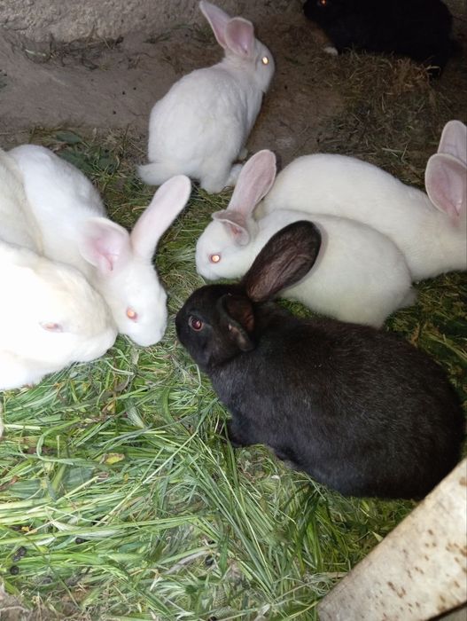 Flander Kaliforniya paroda