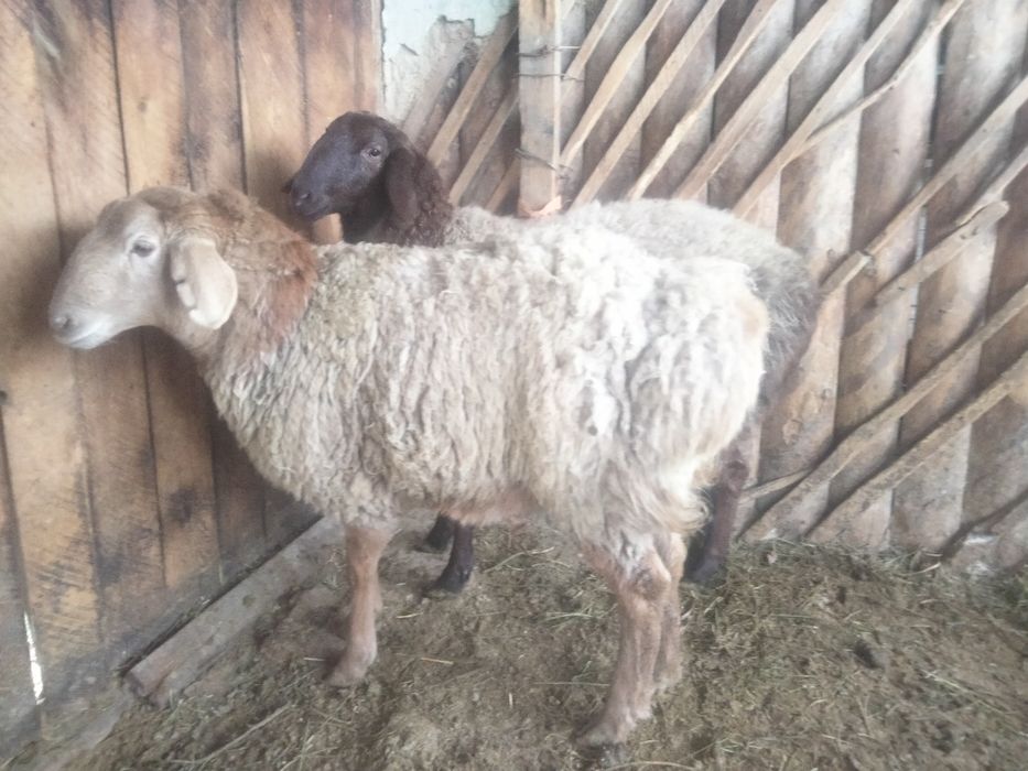 Продам 3 баран Сек (кострат)