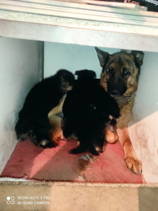 Продам щенка немецкой овчарки