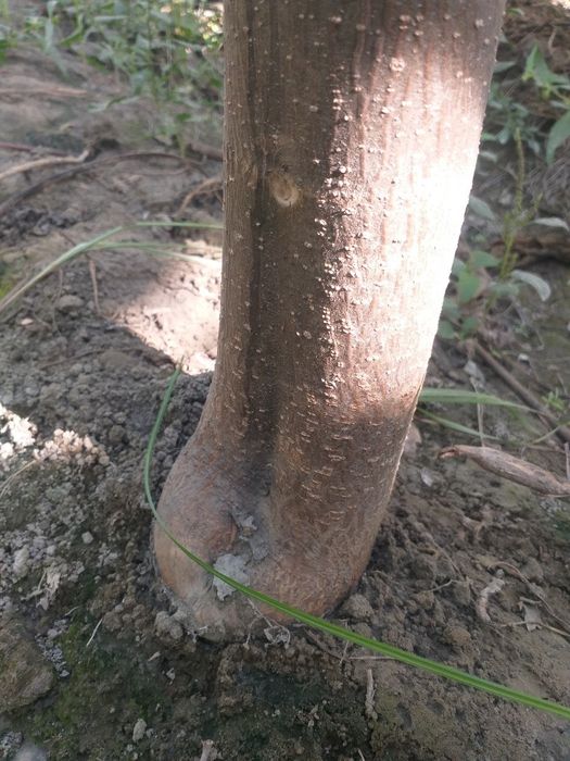 Pavloniya - M1  va Shangton navlari