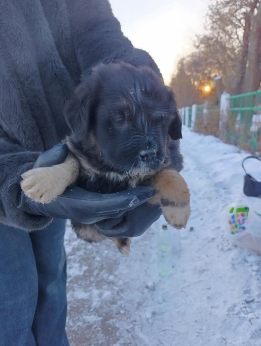 Большой выбор щенят,доставка