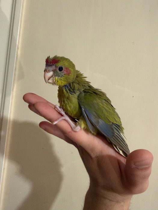 Ручной попугай какарик