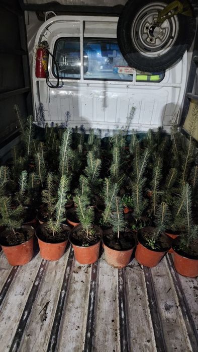 Голубой ель кўчатлари сотилади