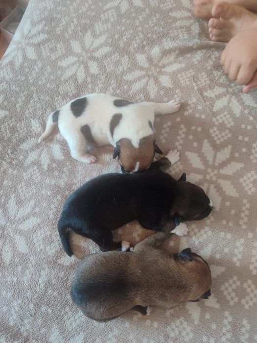 Donez catelusi jucăuși, varsta  1 luna  talie medie