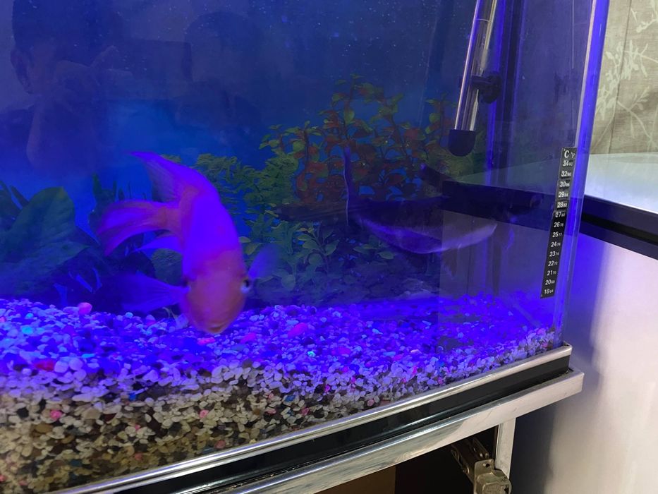 Акварим и рыба продаётся