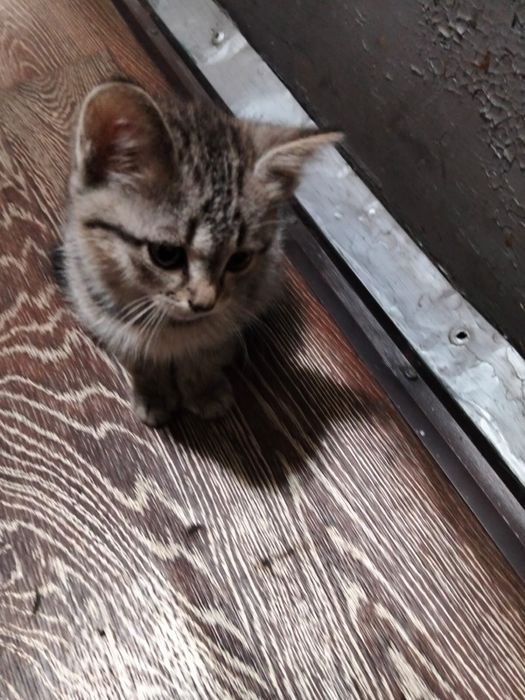 Отдам котят в хорошие руки