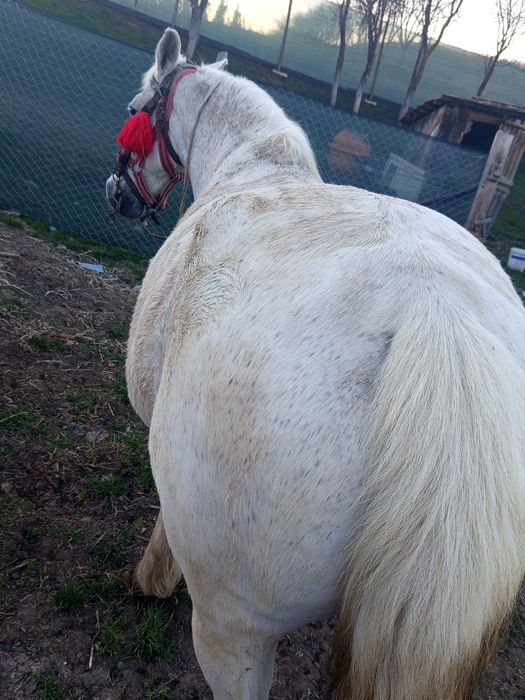 Vând iapă sură  foarte cuminte merge la caruță la călărit