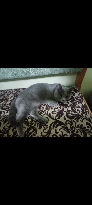Кошка паслушни биритански