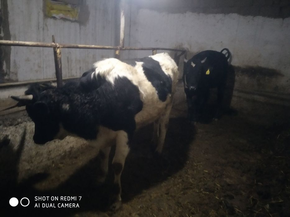 Срочно сотилади хуккуз арзонга