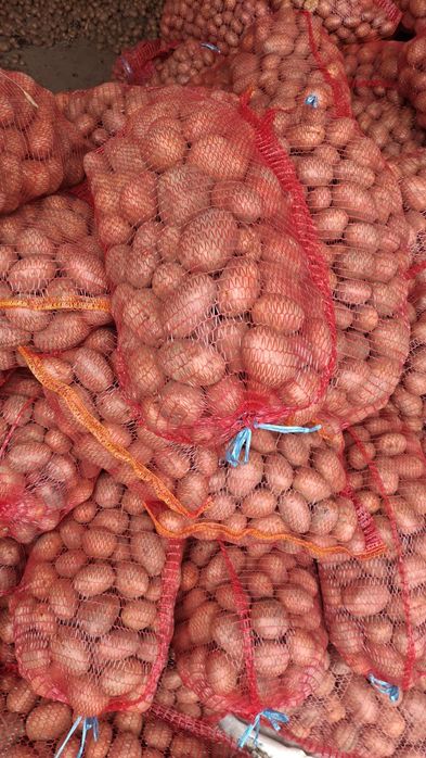 Cartofii de sămânță și de consum