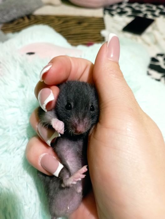 Сирийские хомячки