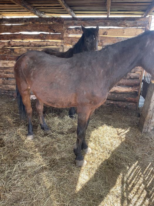 Продам кобылу жеребая