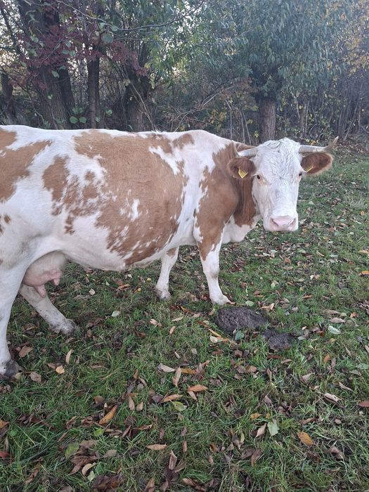 Vaca baltă de vânzare