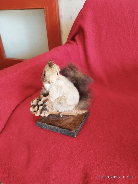 Продавам препарирана катерица