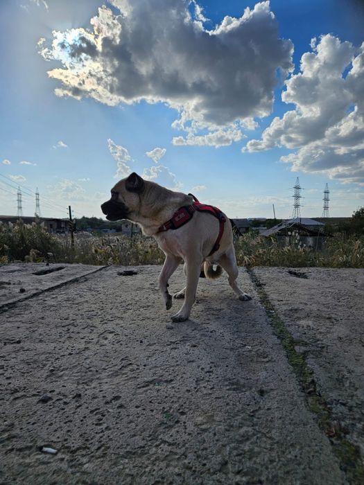 Метис Джек ищет семью!