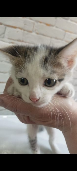 Котята бесплатно