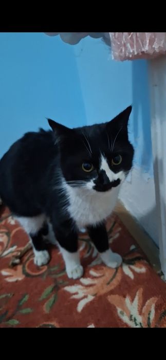 Tuxedo mishugi erkak 7 oylik