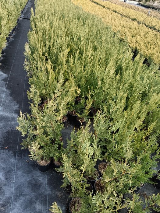 Лейланди 70 см 10 лв брой