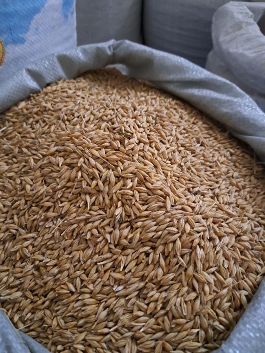 Бидай – бүтін сатылады