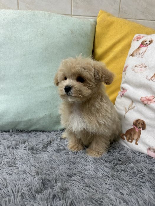 Малтипу / Maltipoo