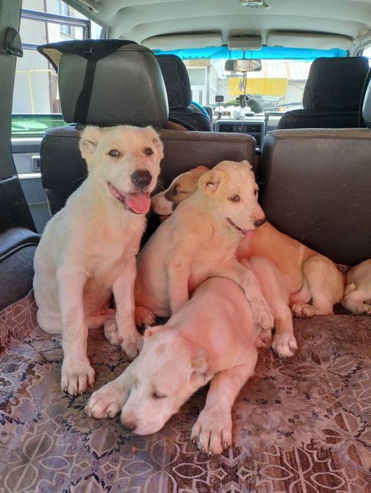 Щенки алабая двамесяца