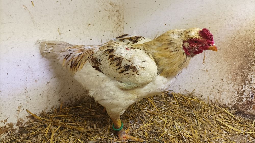 Combatant Indian 2025