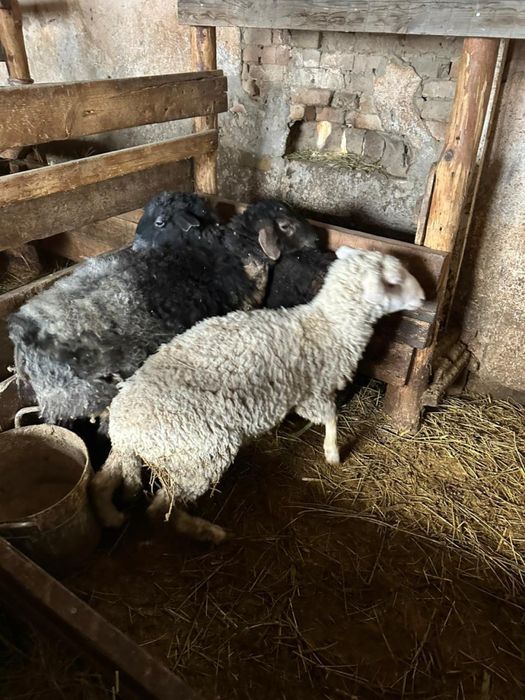 Продам баранов , кошкаров