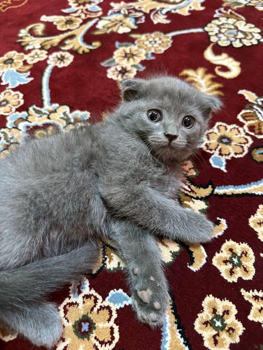 Scottish fold. Oʻgʻil bola