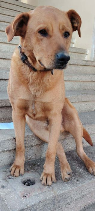 Donez animal de companie