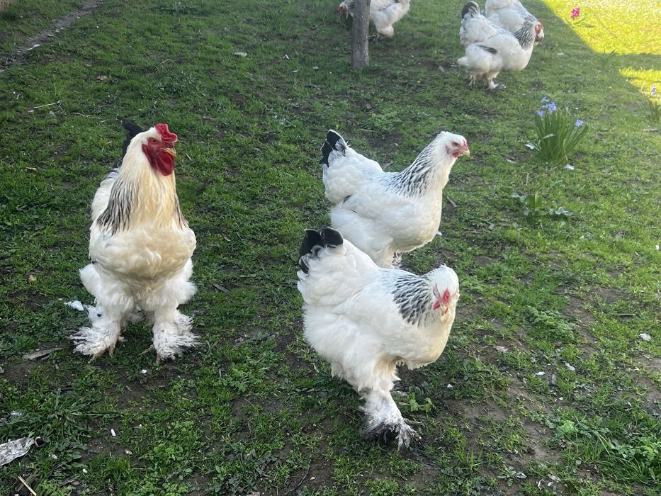 Oua de vanzare 7 lei