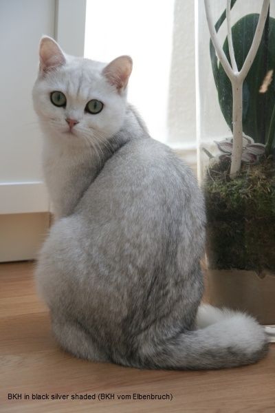 Британская короткошерстная кошка серебристого окраса.