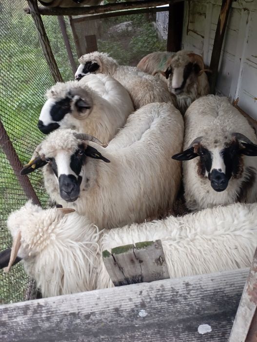 Oi tinere de vanzare