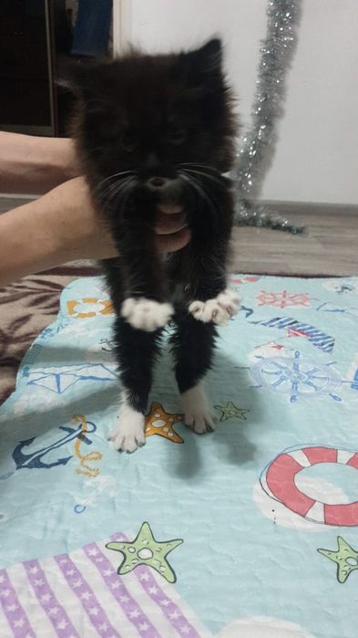 Котята наполовину британцы