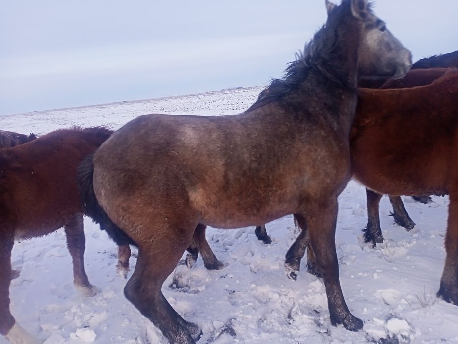 Продам лошадей согым