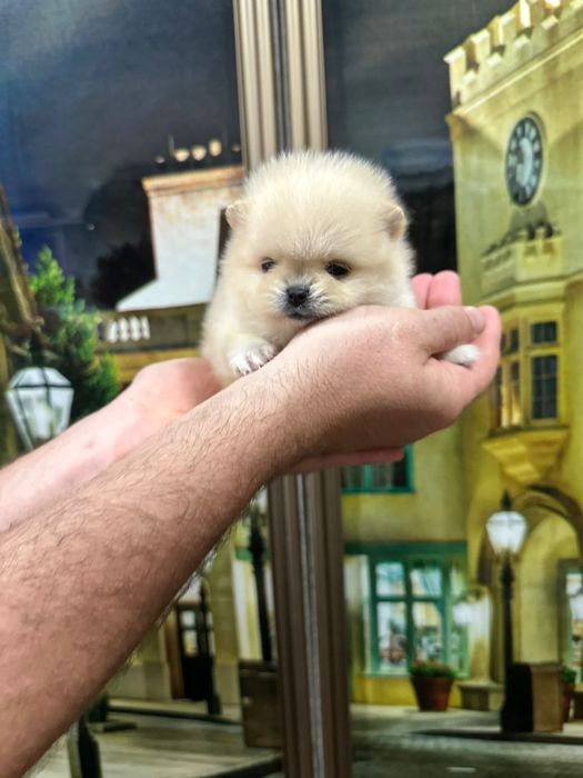 Шпицы кремовые девочки и мальчики