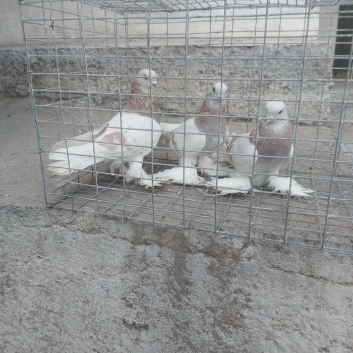 Сирени лет с игрой сталбом