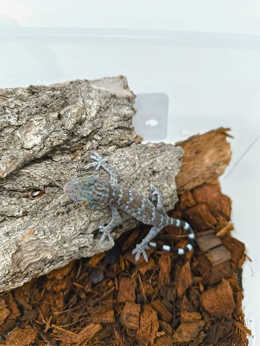 Гекон Токи / Gekko Gecko