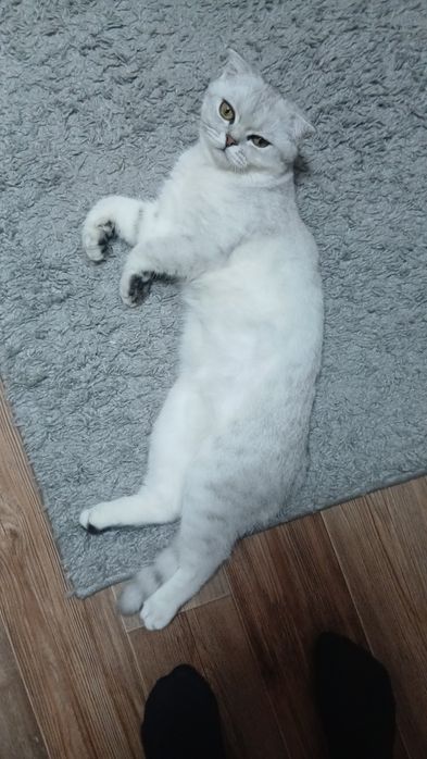 Продам вислоухого котенка 6 мес