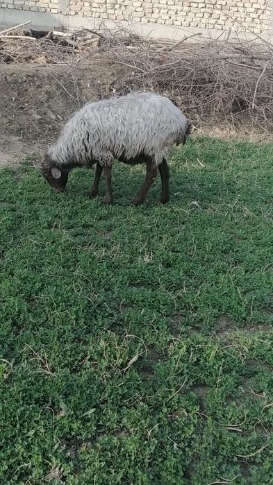 Qòy sotiladi surochni