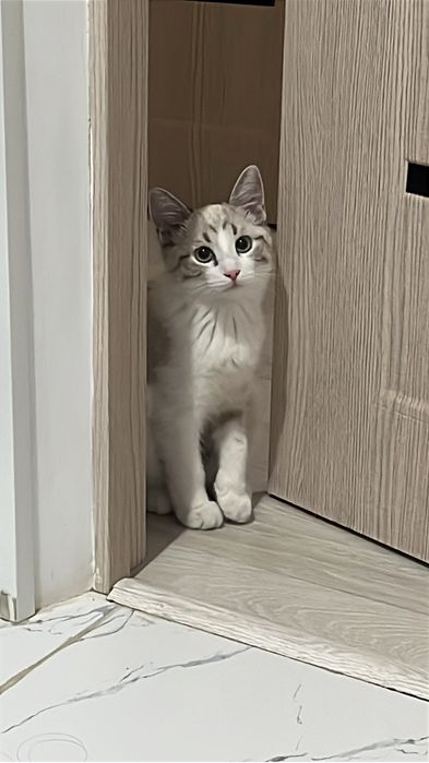 Кошечка ласковая 6 месяцев