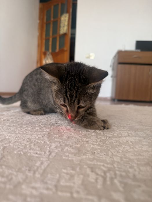 Отдам котенка 3 мес. Мальчик